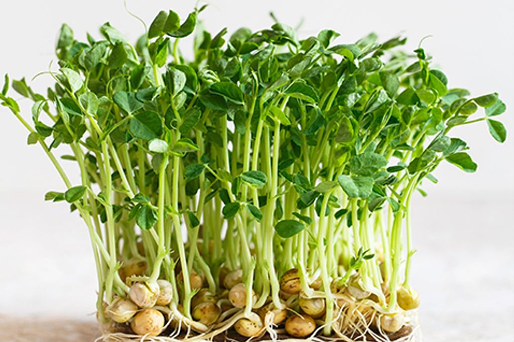 pea shoot microgreen.jpg