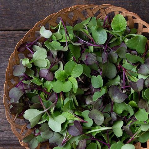 salad microgreen.jpg