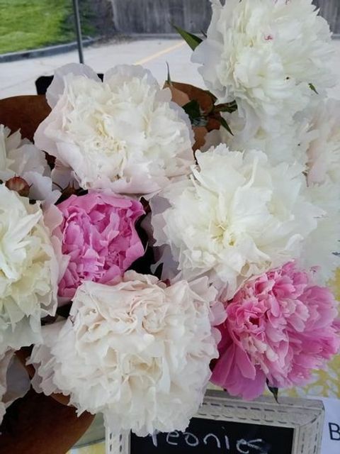 peonies.jpg