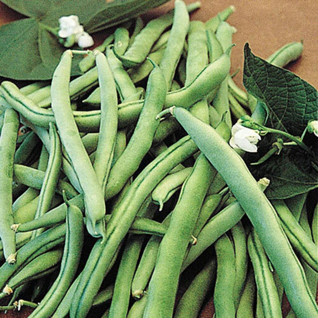 bush bean.jpg