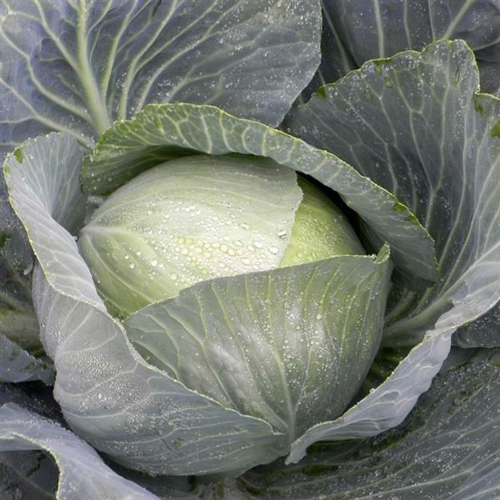 cabbage.jpg