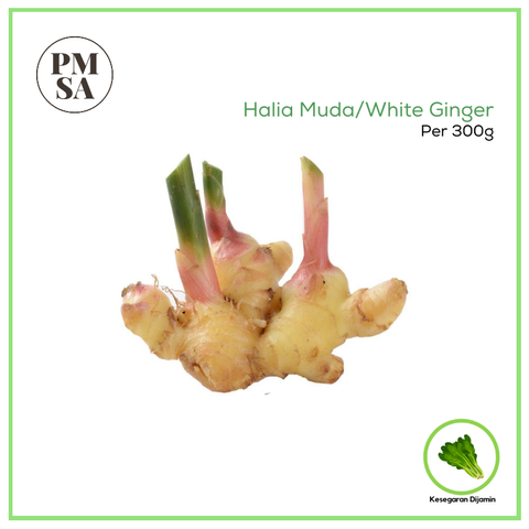 Halia Muda.png