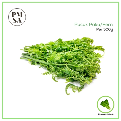 Pucuk Paku.png