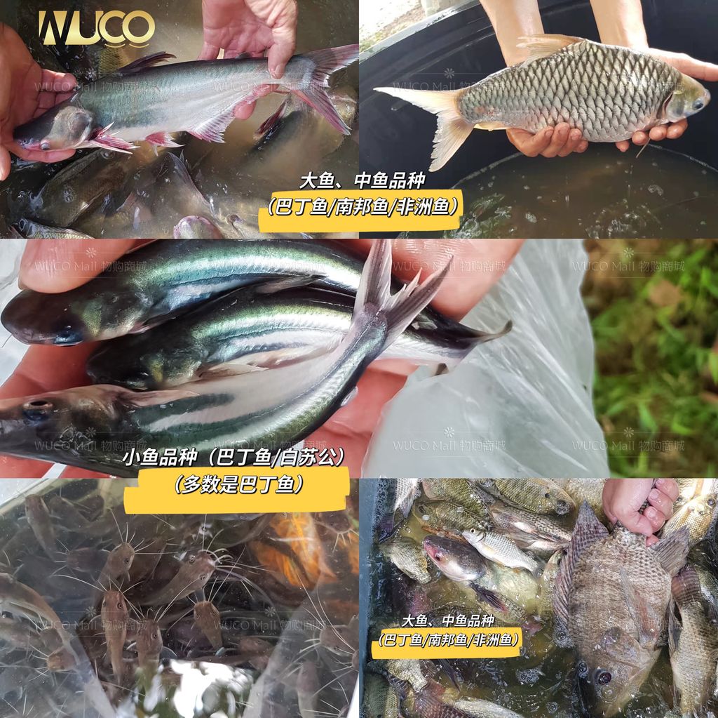 wuco-dai-fang-sheng-small-big-medium-fish-1-代放生大中小鱼.jpg