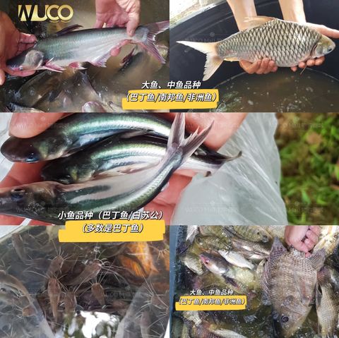 wuco-dai-fang-sheng-small-big-medium-fish-1-代放生大中小鱼.jpg
