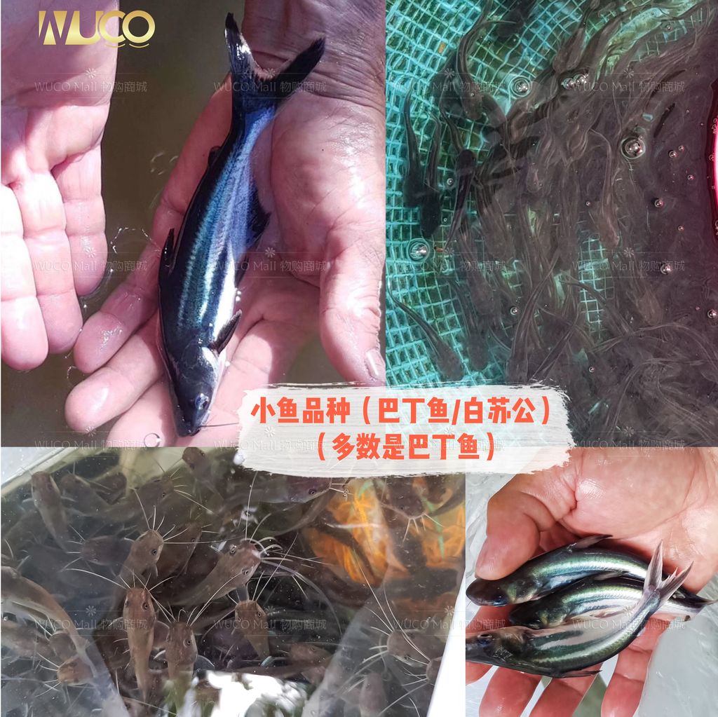wuco-dai-fang-sheng-small-fish-1-代放生小鱼.jpg