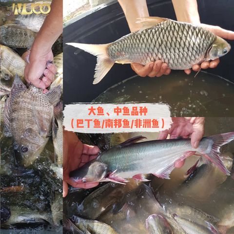 wuco-dai-fang-sheng-big-medium-fish-1-代放生大中鱼.jpg