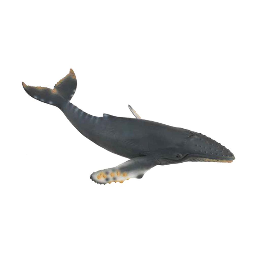 座頭鯨.jpeg