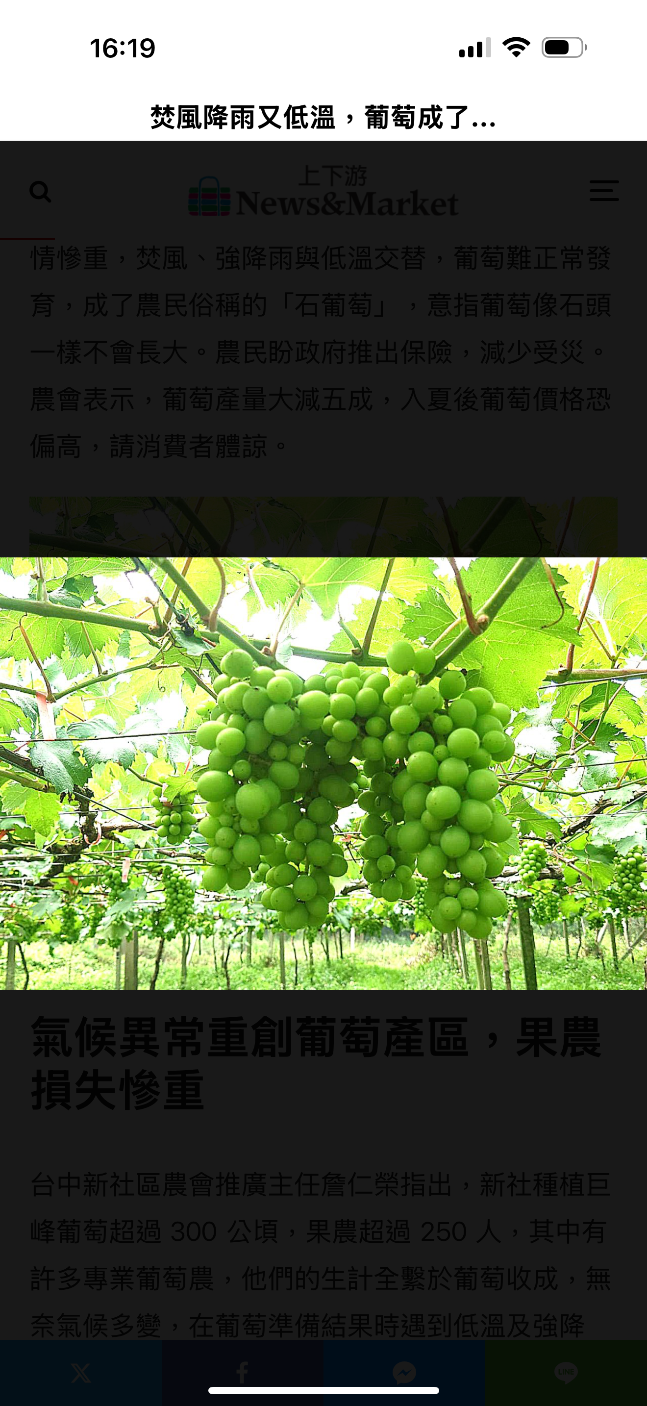 焚風降雨又低溫，葡萄成了石頭長不大，產量減五成，果農損失慘重