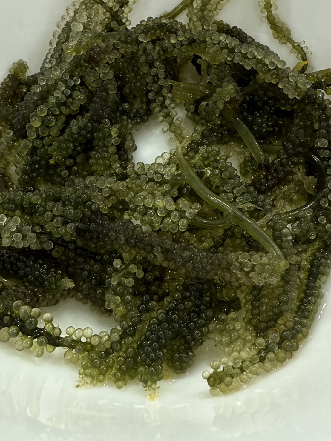 海葡萄_鮮物本舖4