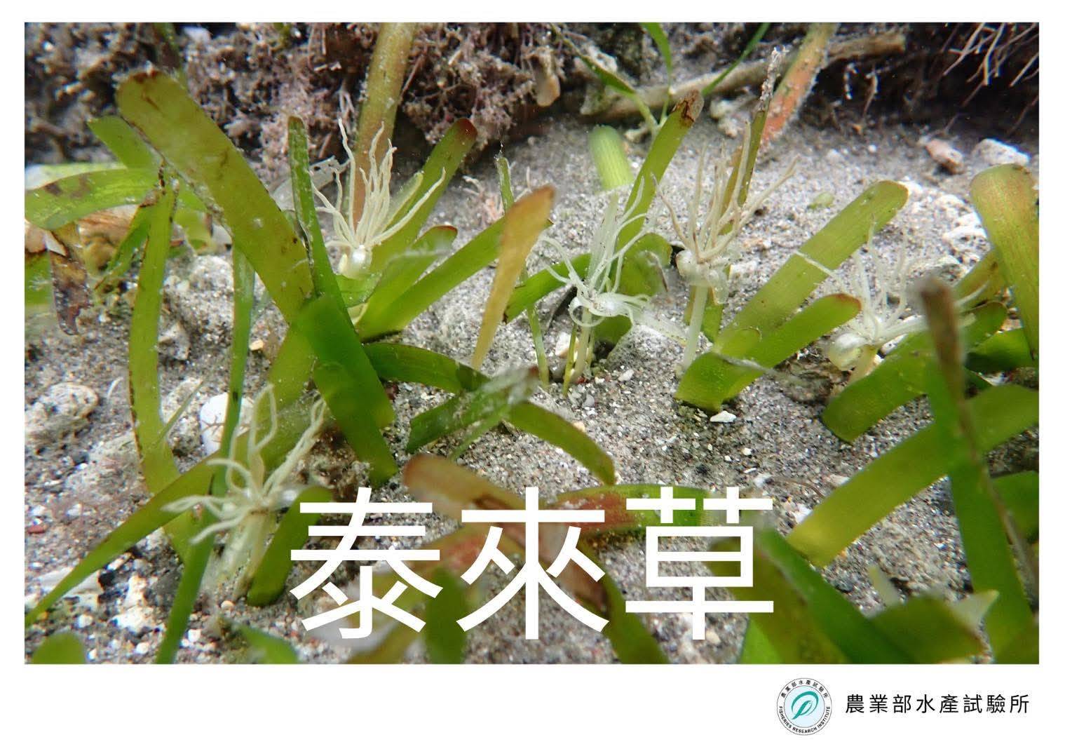 「草匯藍碳 藻護健康」論壇_ 農業部水產試驗所2