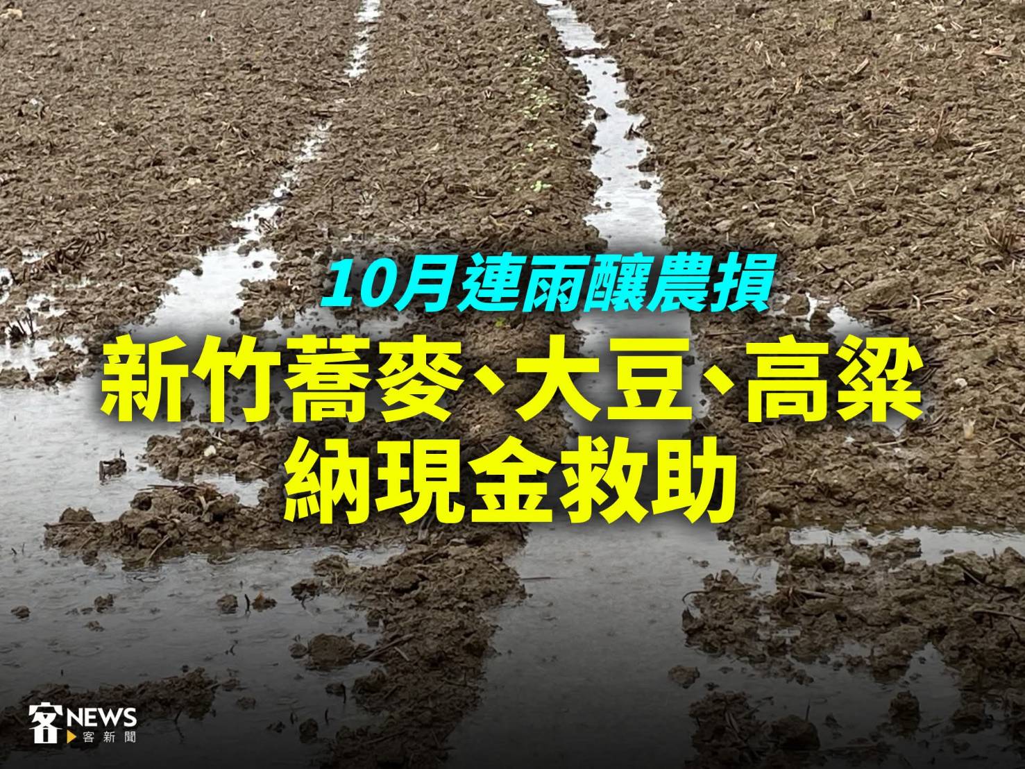 湖口、新豐蕎麥田 農業部公告「天然災害現金救助」範圍受災農友11/7起到11/20都可以向公所申請救助
