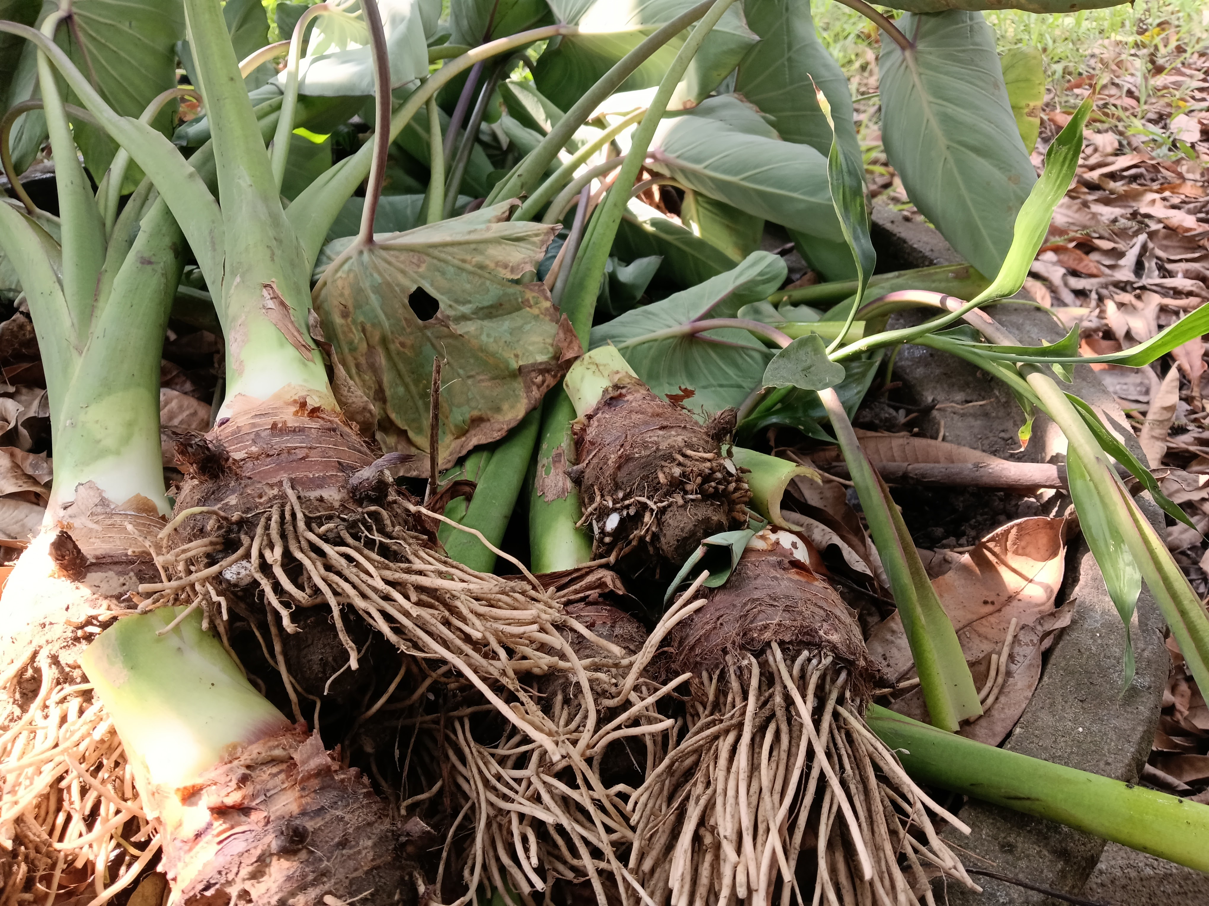 微生聚落1213讀書會_社團法人微生聚落永續生態發展協會