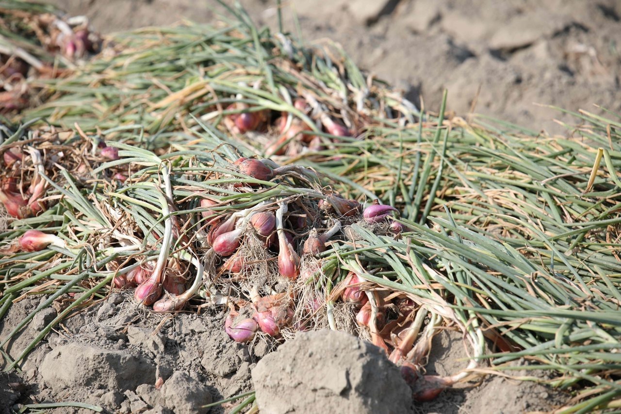 別讓紅蔥頭消失在餐桌上！