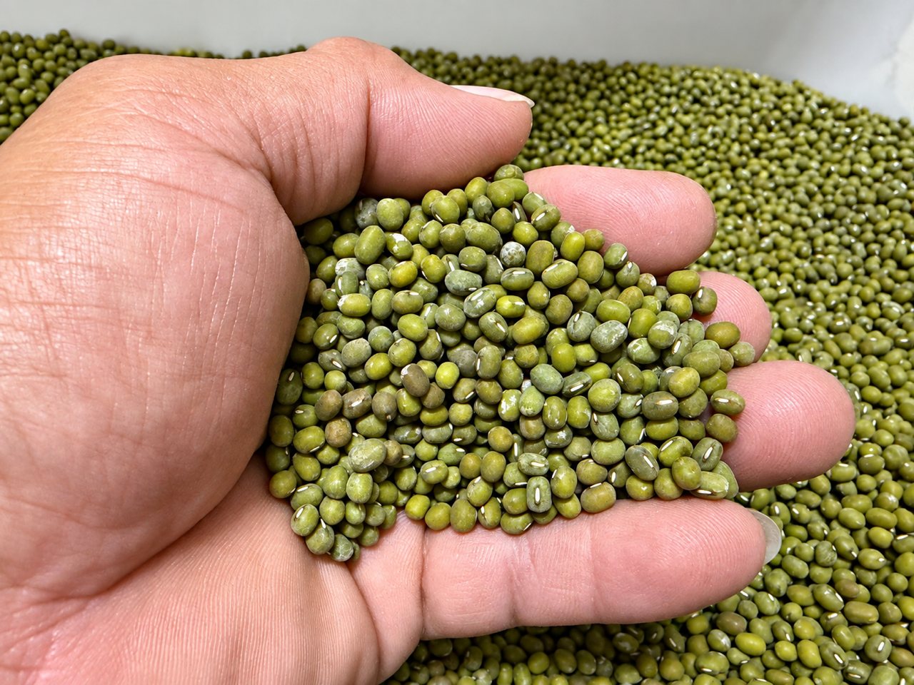 國產綠豆瀕臨消失！市佔率雪崩低於 1%，栽種面積僅 21公頃，綿密香濃口感，恐成歷史記憶（轉發上下游新聞）