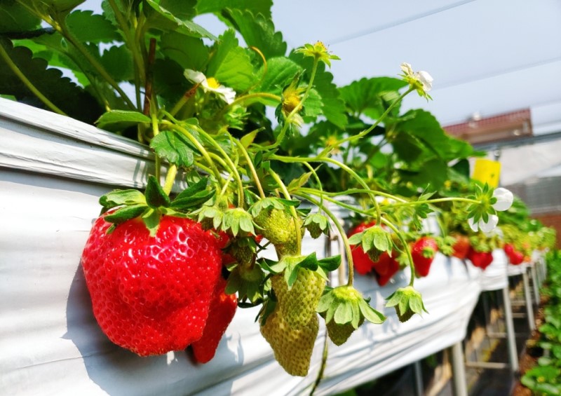 親親果農場【堅持就是要種出安全無毒健康的草莓】