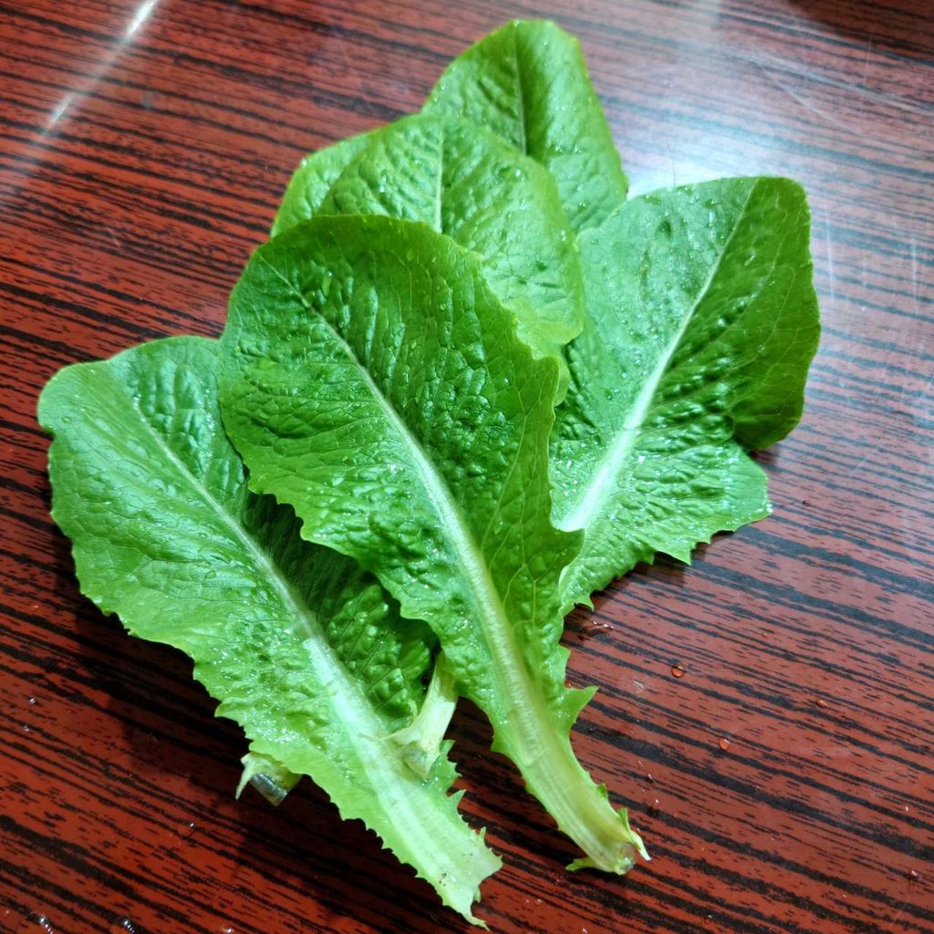 蘿蔓_昀澤農場2.jpg
