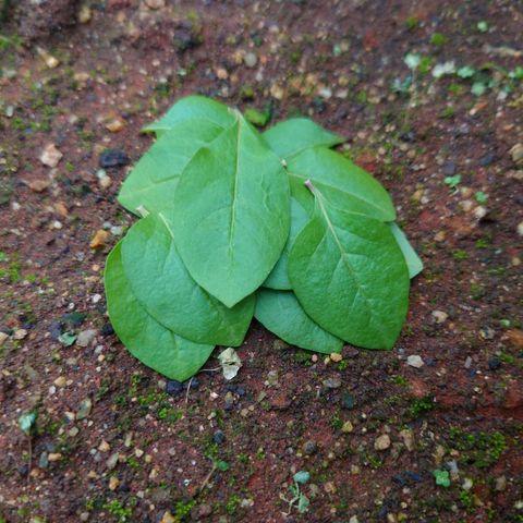 葉用枸杞葉_昀澤農場2.jpg