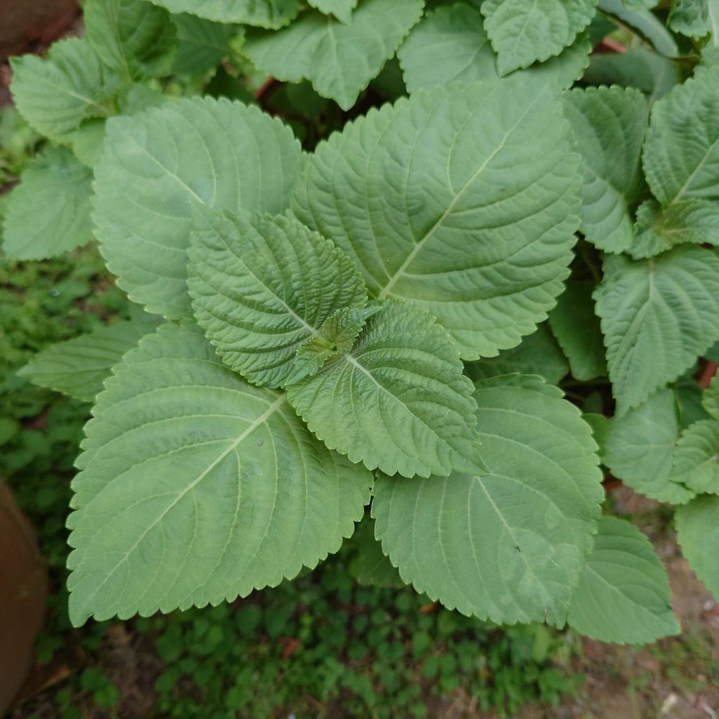 韓國芝麻葉_昀澤農場1.jpg