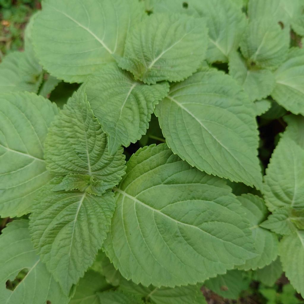 韓國芝麻葉_昀澤農場4.jpg