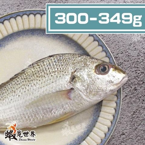 台灣野生石鱸魚(300-349g).jpg