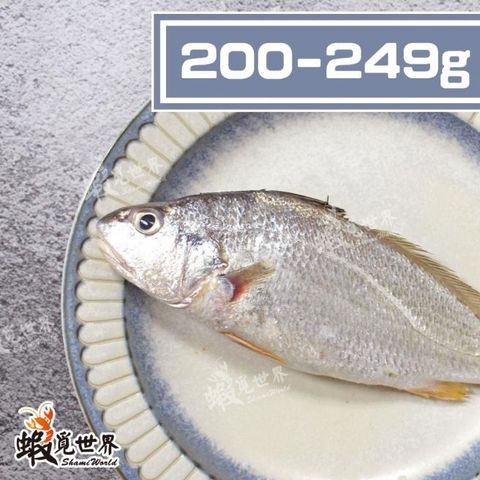 台灣野生春子魚(220-249g).jpg