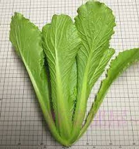 青松菜_昀澤農場1.jpg