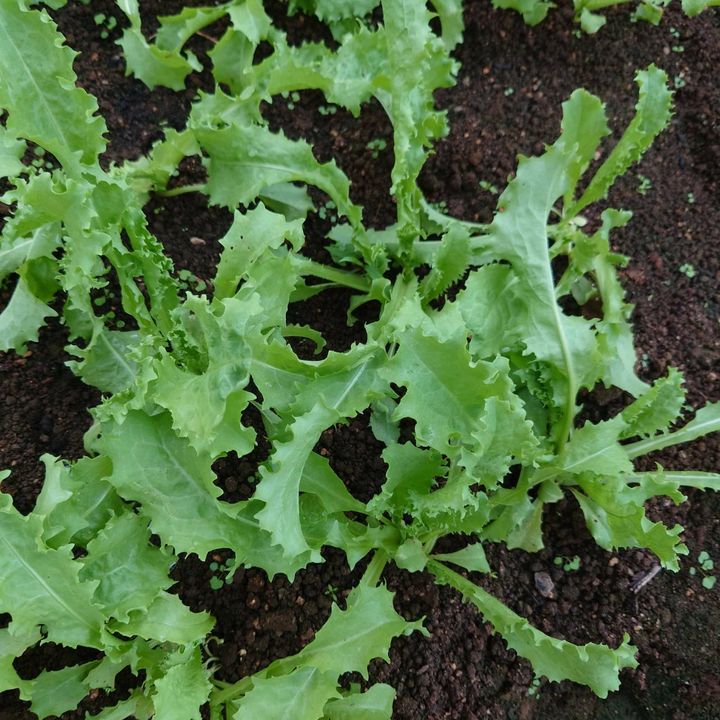 菊苣_昀澤農場2.jpg