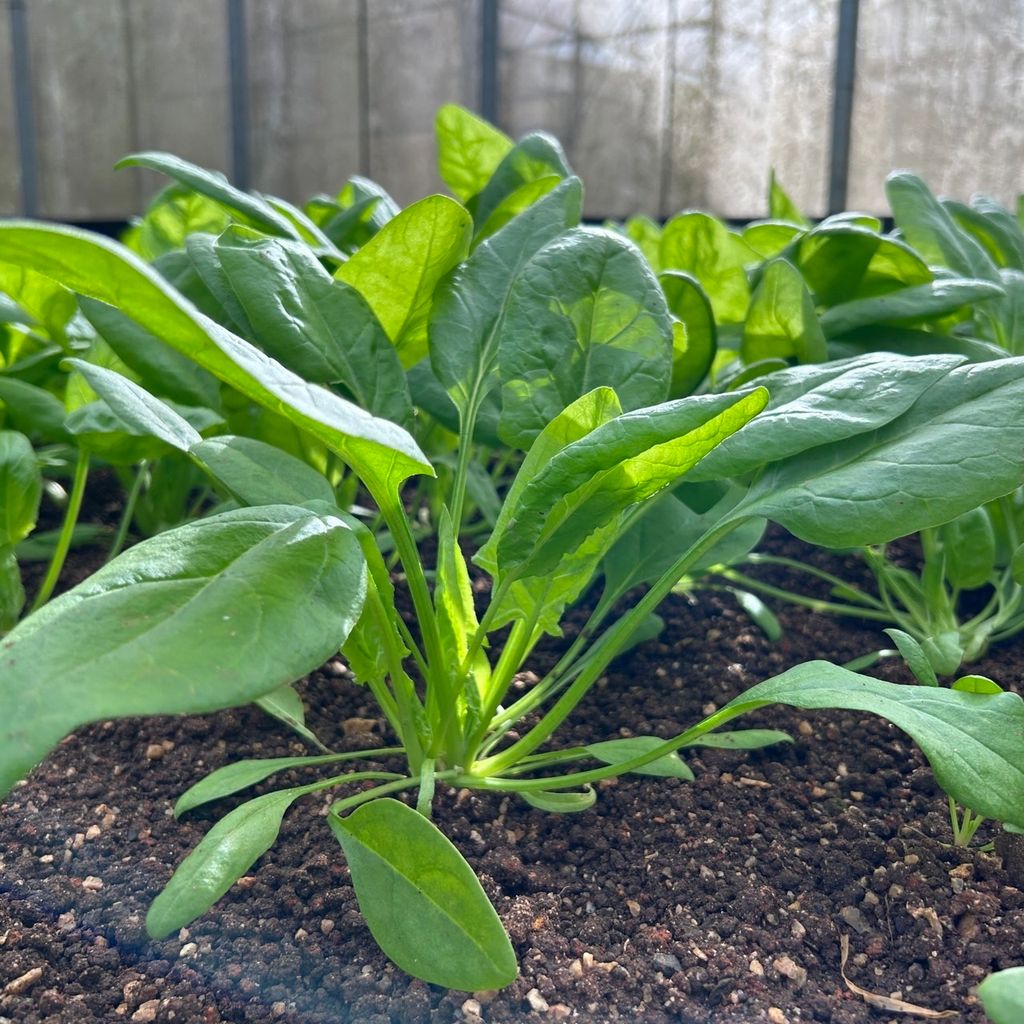 昀澤農場-菠菜-大農網食材供應站01