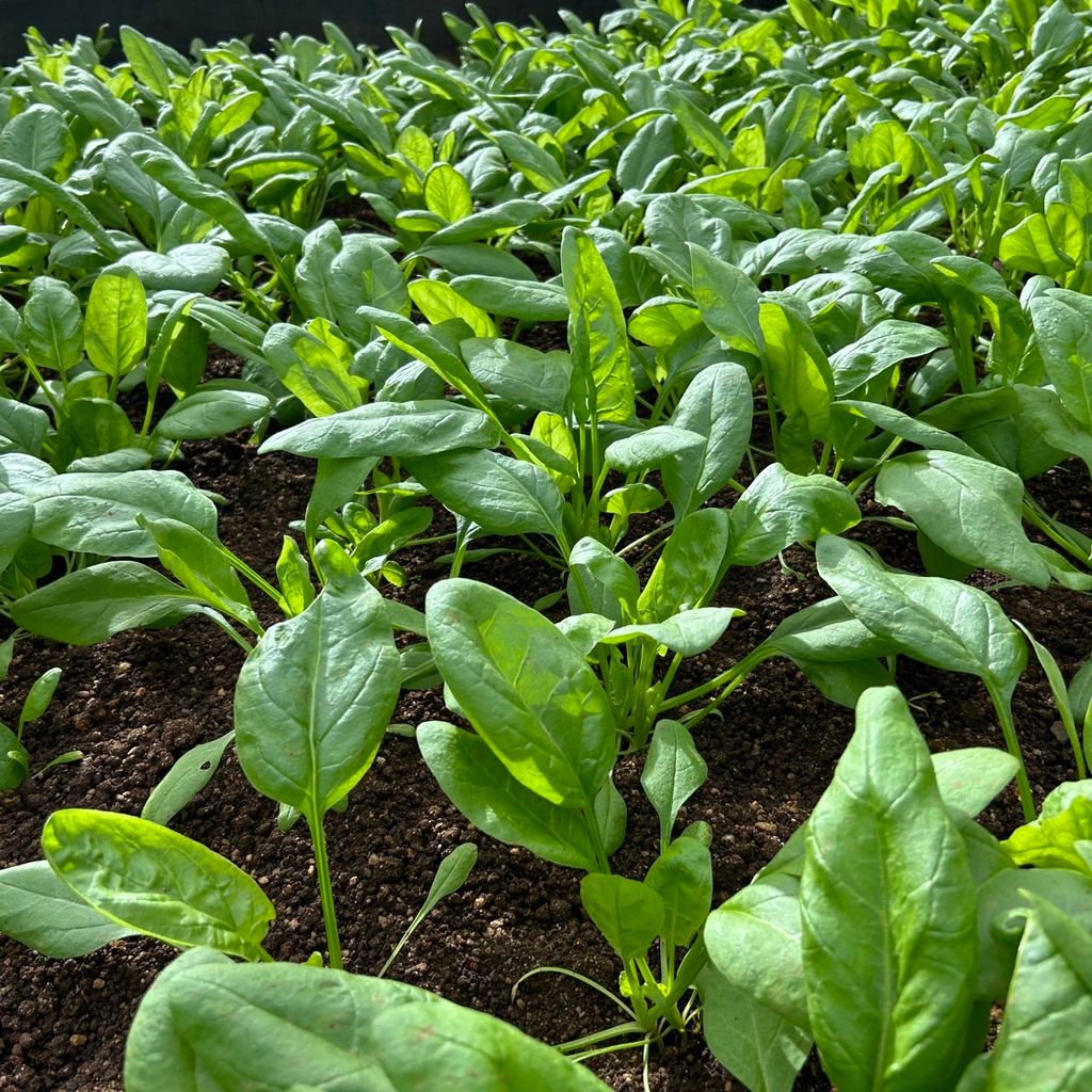 昀澤農場-菠菜-大農網食材供應站03