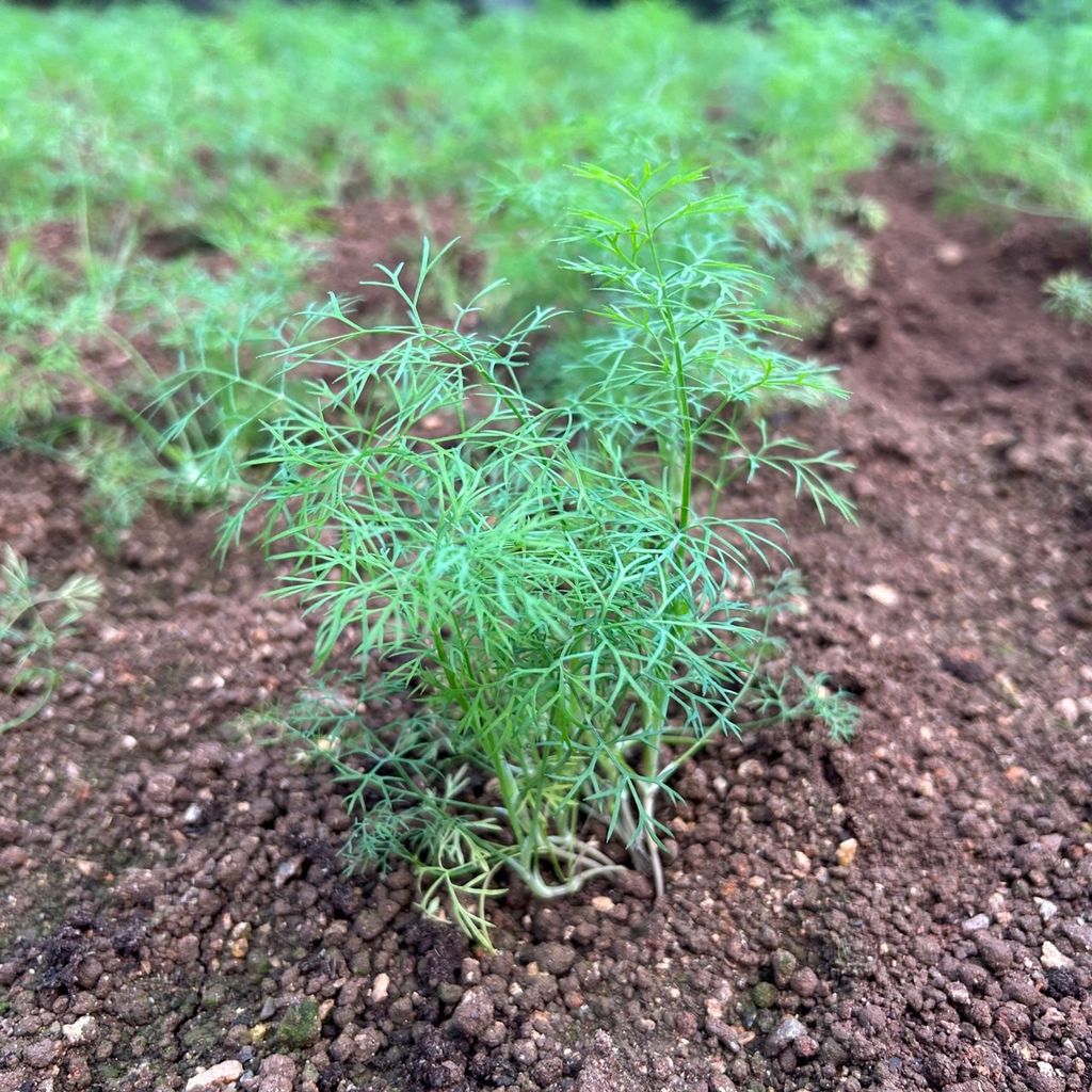 茴香_昀澤農場_大農網食材供應站02