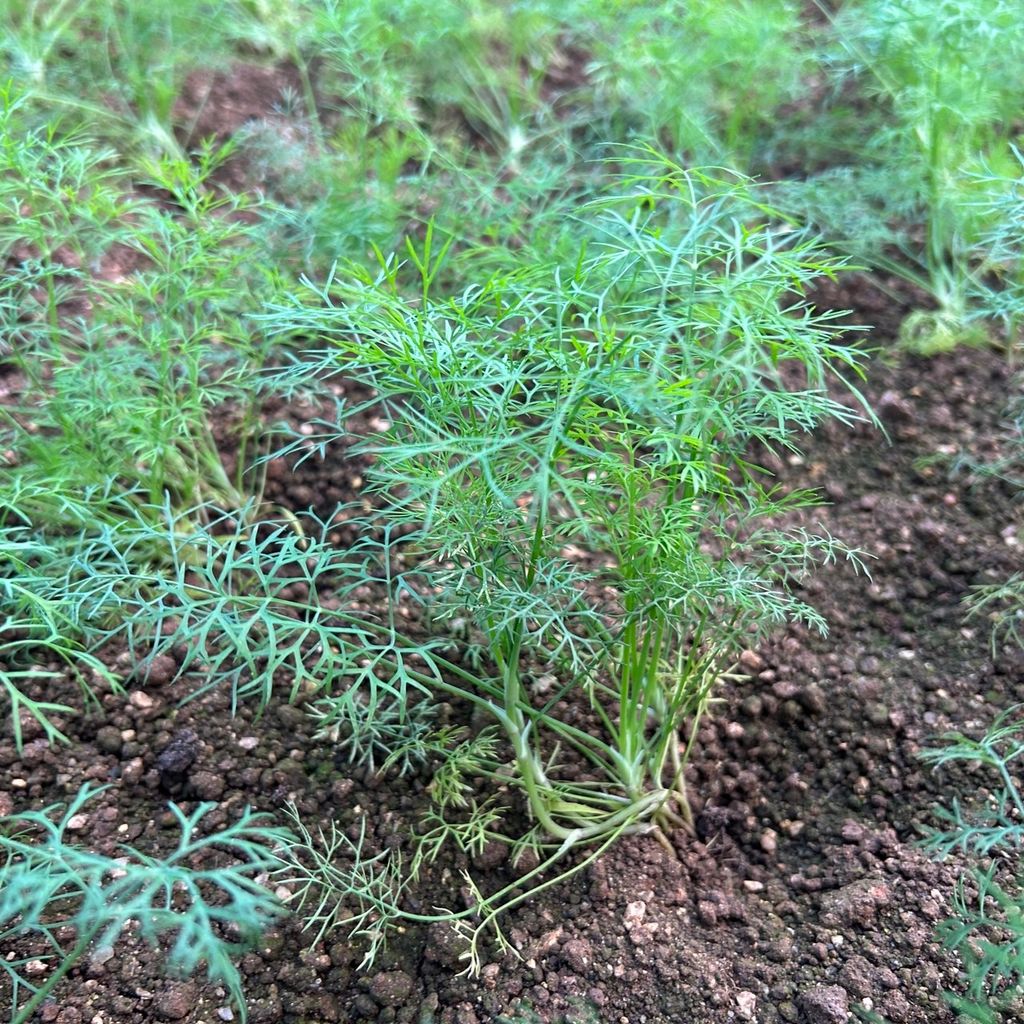 茴香_昀澤農場_大農網食材供應站01