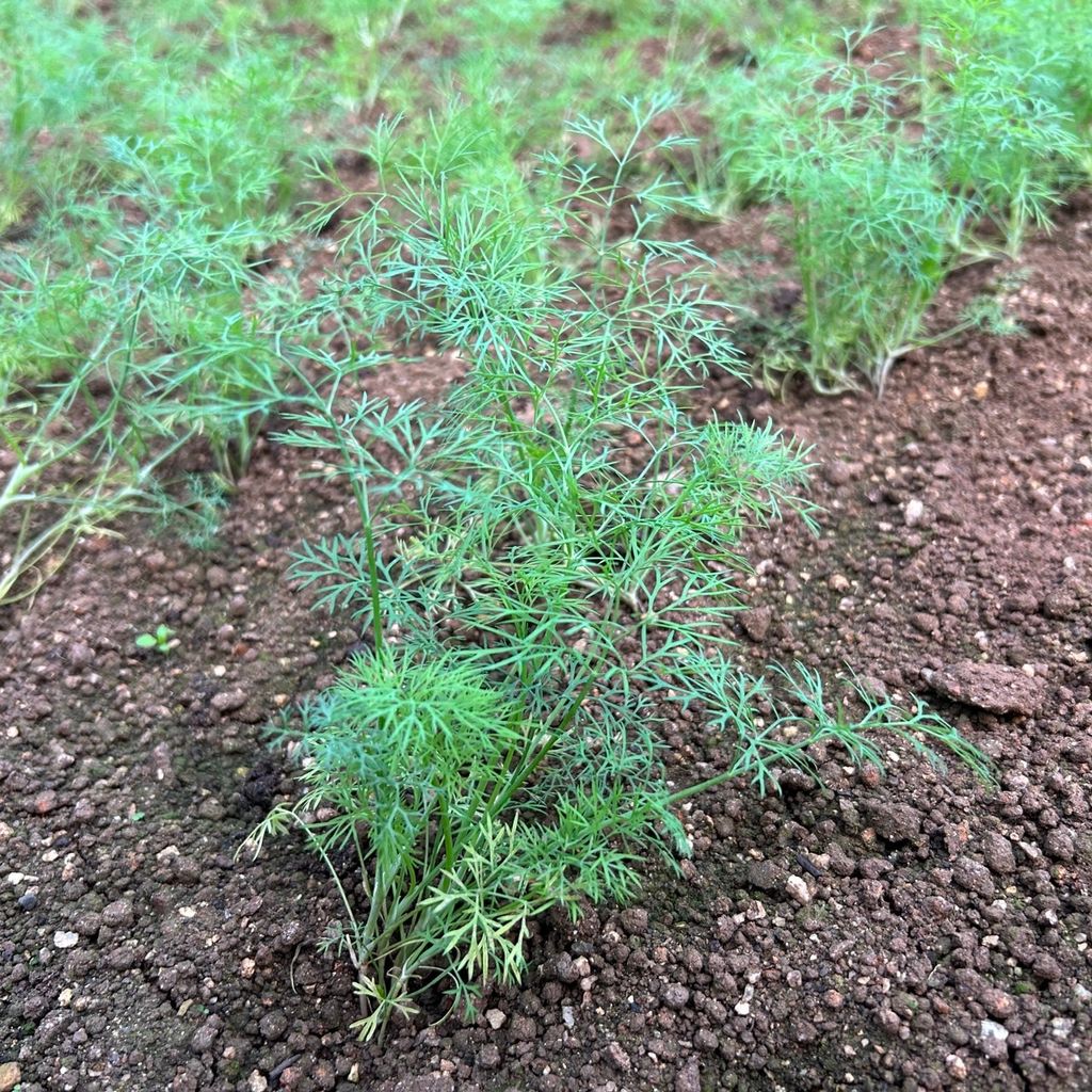 茴香_昀澤農場_大農網食材供應站03