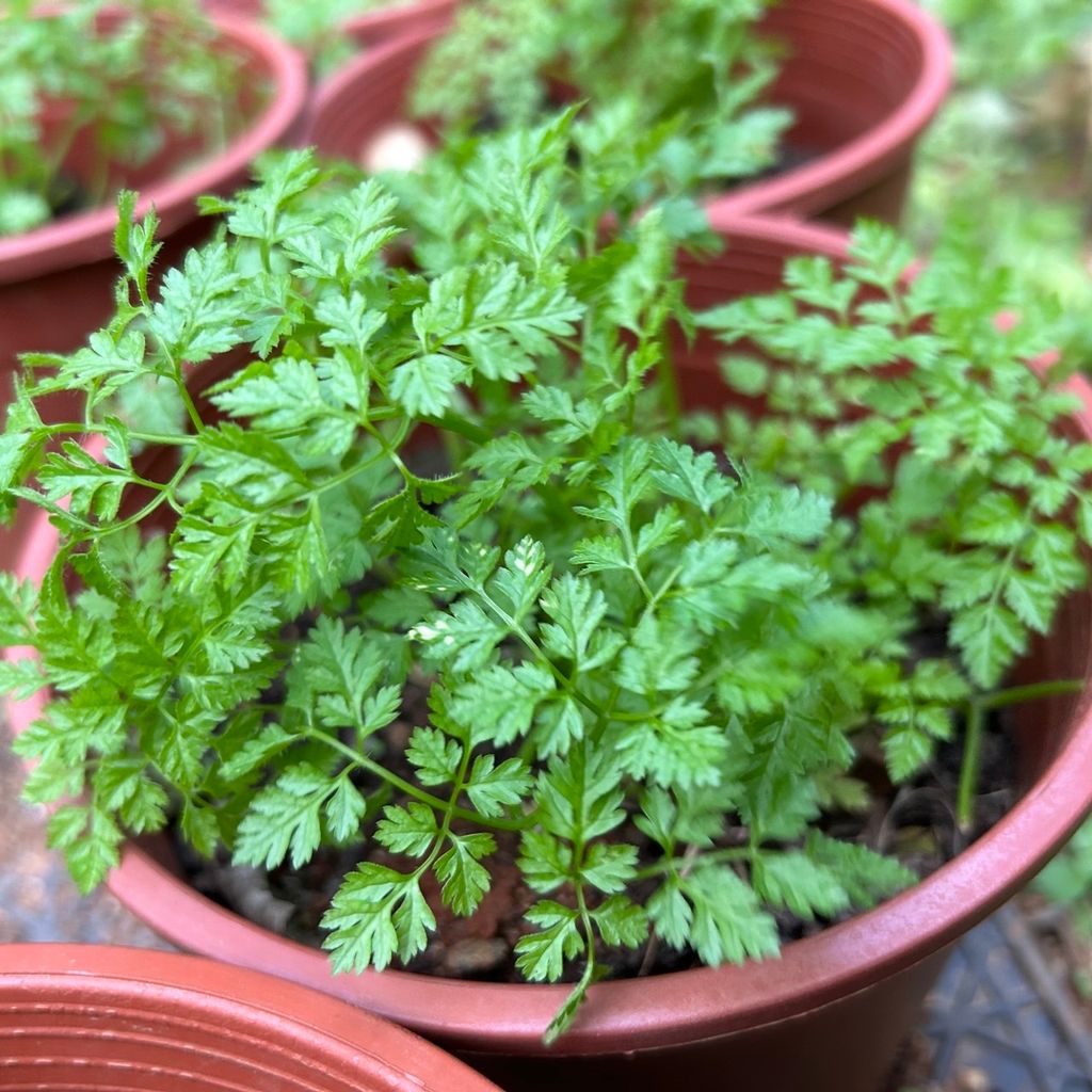 細葉歐芹_昀澤農場_大農網食材供應站01