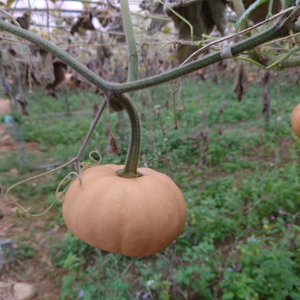 有機香島南瓜_昀澤農場_大農網食材供應站07