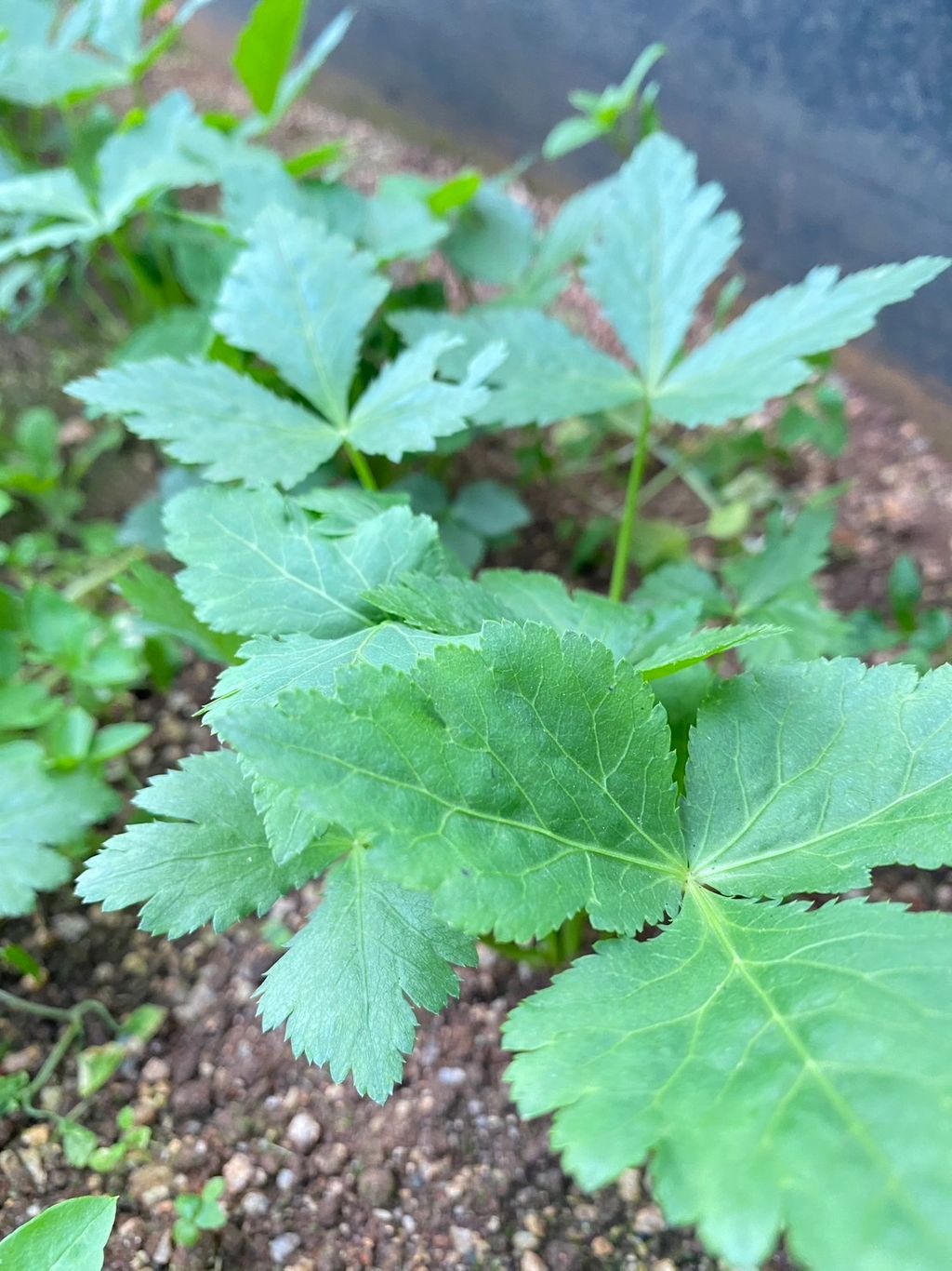 山芹菜_昀澤農場3