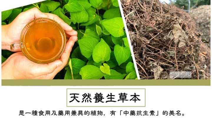 魚腥草茶包_關西鎮農會_大農網食材供應站02