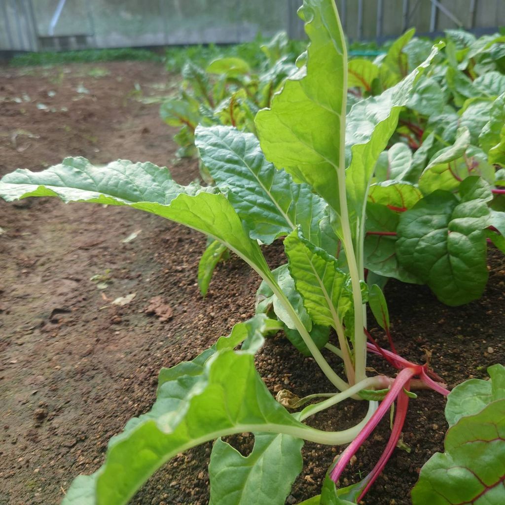 有機瑞士甜菜_昀澤農場1