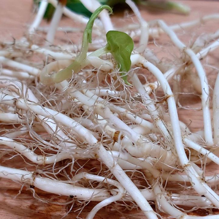 魚腥草哲耳根_昀澤農場6.jpg