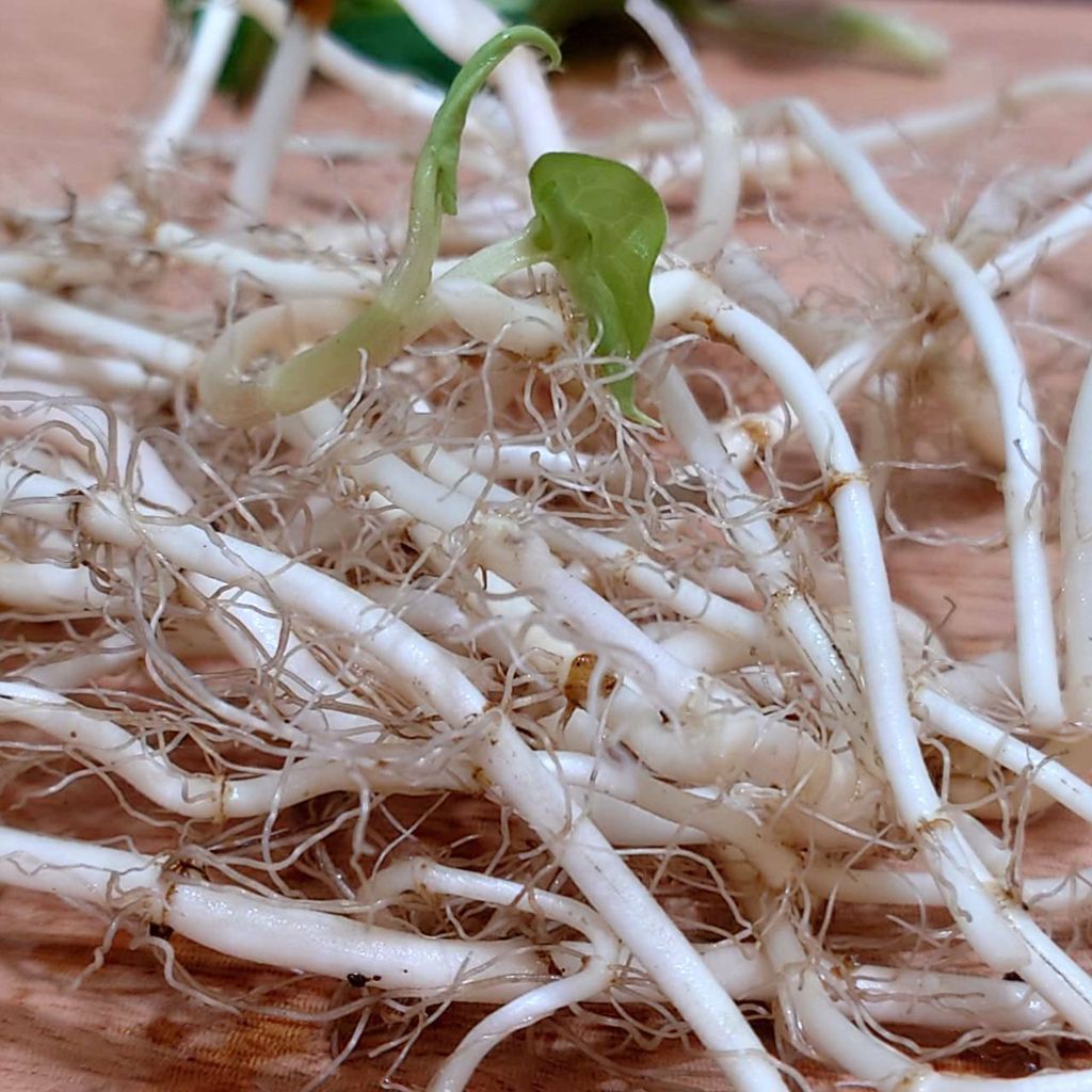 魚腥草哲耳根_昀澤農場6.jpg
