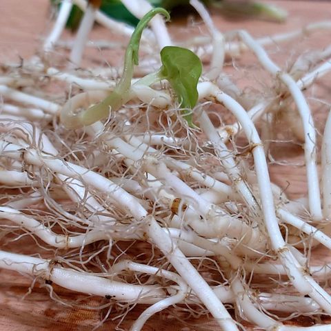 魚腥草哲耳根_昀澤農場6.jpg