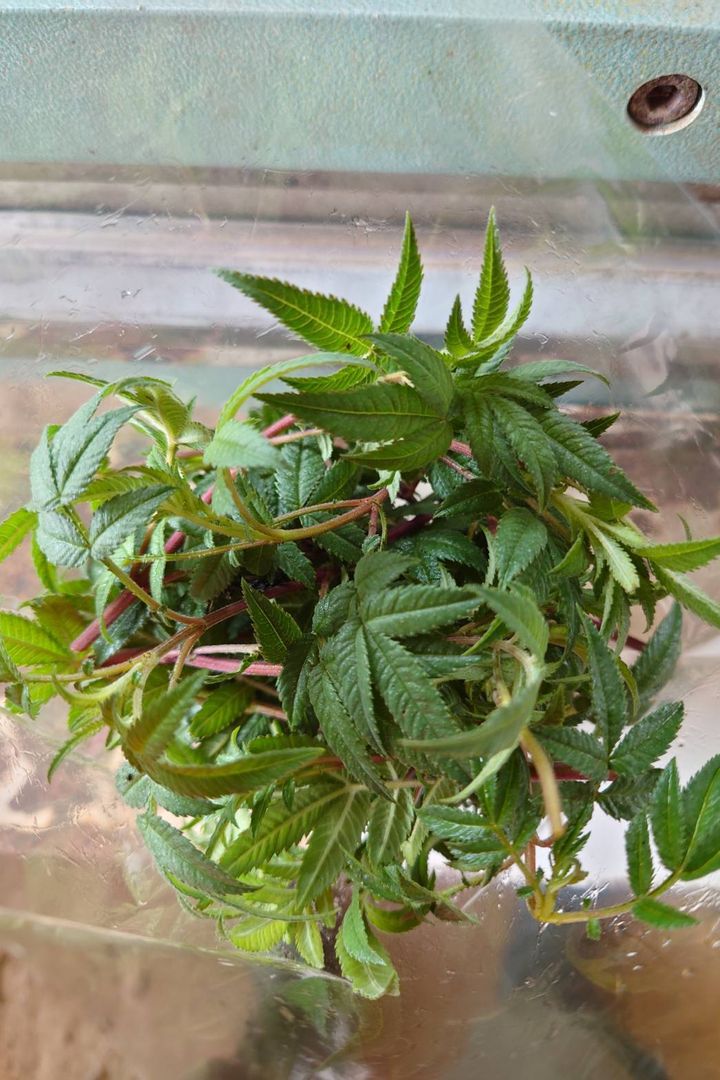 有機芳香萬壽菊_昀澤農場