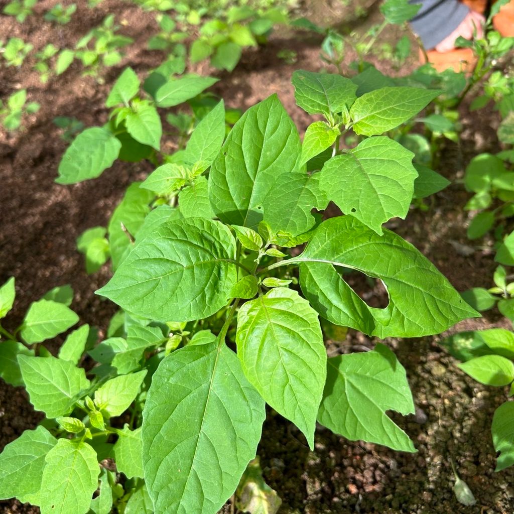 昀澤農場-龍葵(烏田子)-大農網食材供應站01