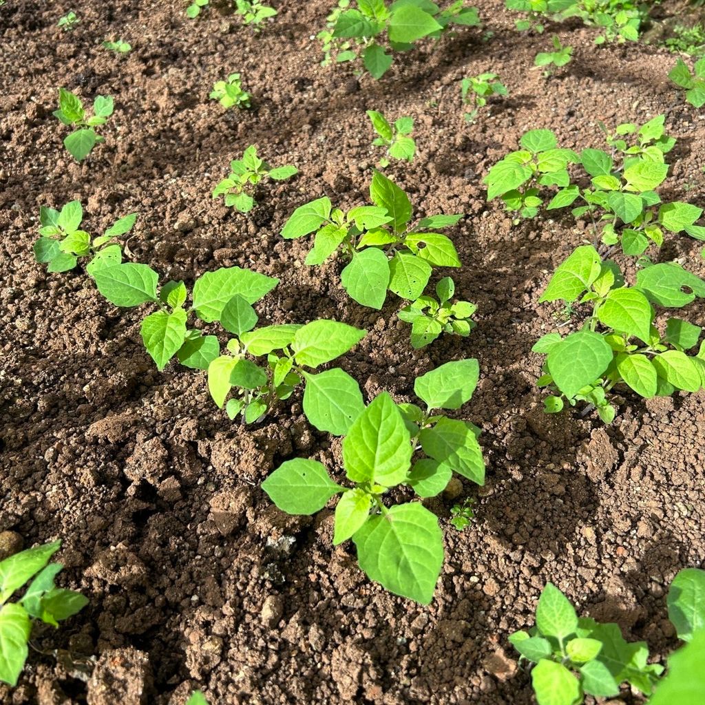 昀澤農場-龍葵(烏田子)-大農網食材供應站02