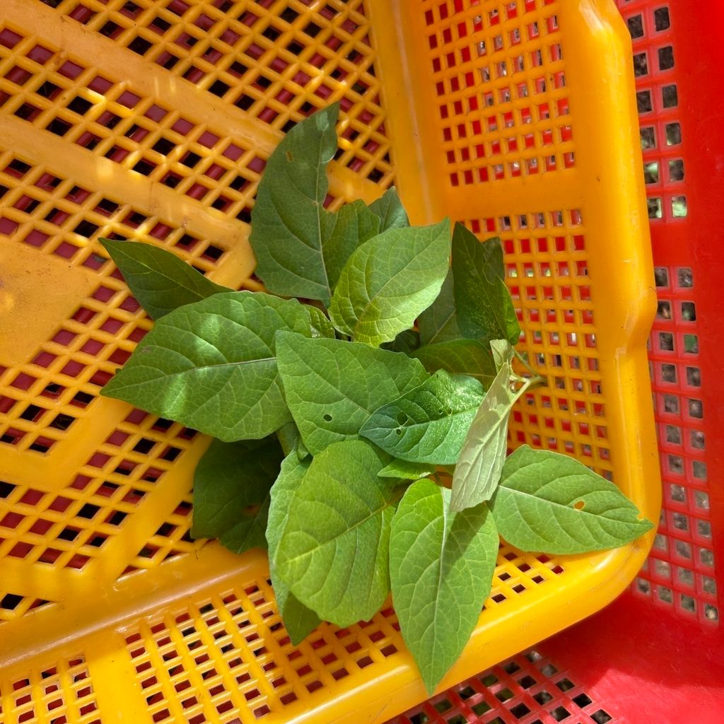 昀澤農場-龍葵(烏田子)-大農網食材供應站03