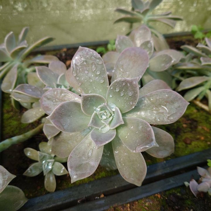 石蓮花_昀澤農場8.jpg