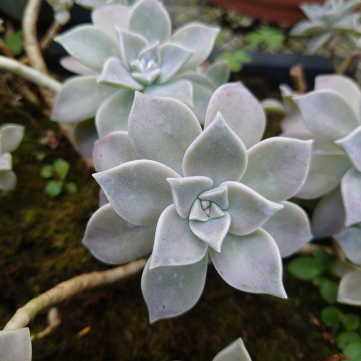 石蓮花_昀澤農場3.jpg