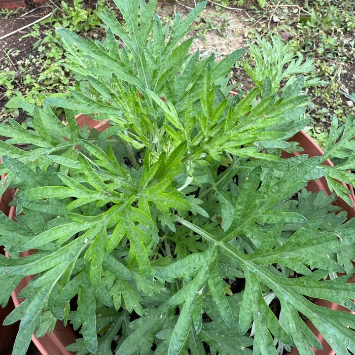 有機艾草_昀澤農場2