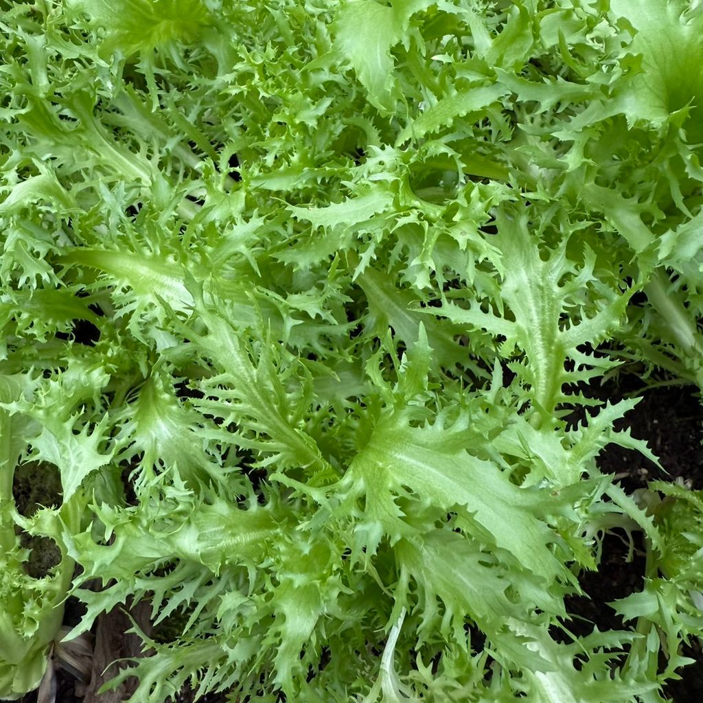 有機菊苣)_昀澤農場3