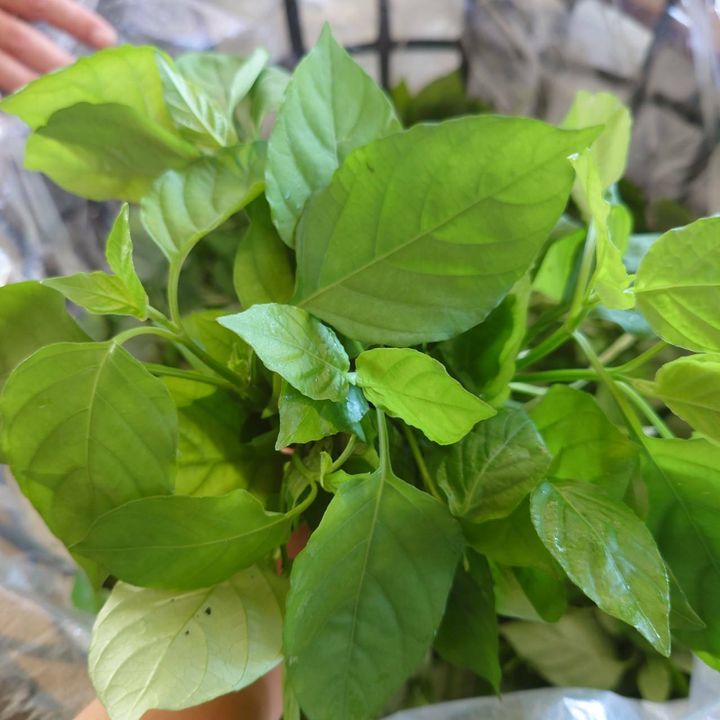 活力菜_昀澤農場1.jpg